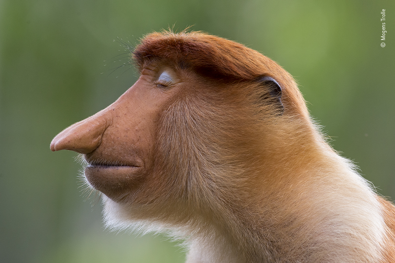 Wildlife Photographer of the Year on Twitter: Wildlife Photographer of the Year on Twitter: