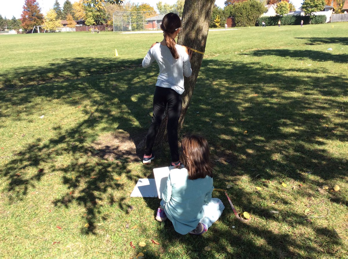 Searching for monster trees in our schoolyard while working with measurement and comparisons. #MonsterTreesWRDSB