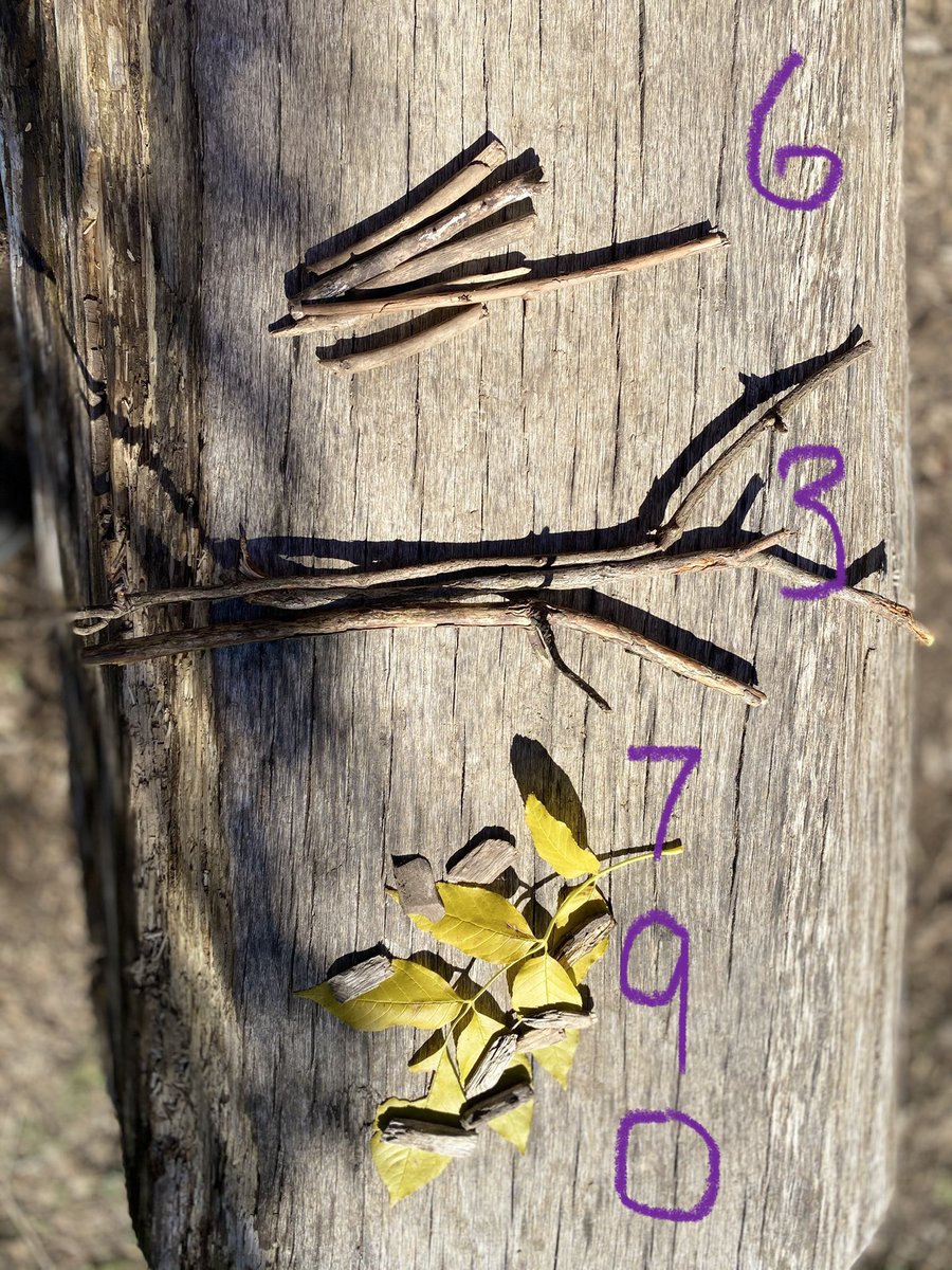 Winegard45's tweet photo. Patterning and Place Value in everyday life.  Question: “Make a repeating pattern using 3 variables and Represent the number 63, 790 (Grade 5) using forest materials!”  #iteachmath #math #getoutside #fall #fallcolours @wcwinegardps #mathoutdoors #outofdoors https://t.co/rSW6iPHbaF