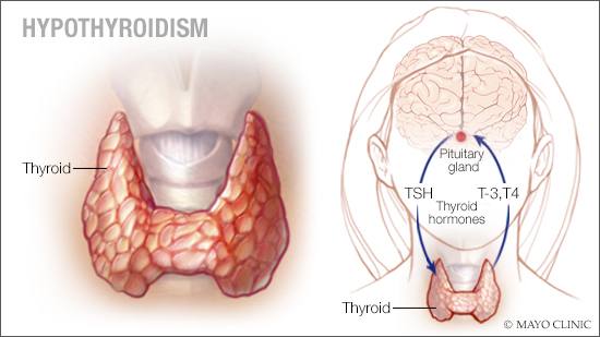 MayoClinic's tweet photo. #Hypothyroidism: Can calcium supplements interfere with treatment? Learn more: https://t.co/BPSN1SsFwi https://t.co/C6y7hWYS0y