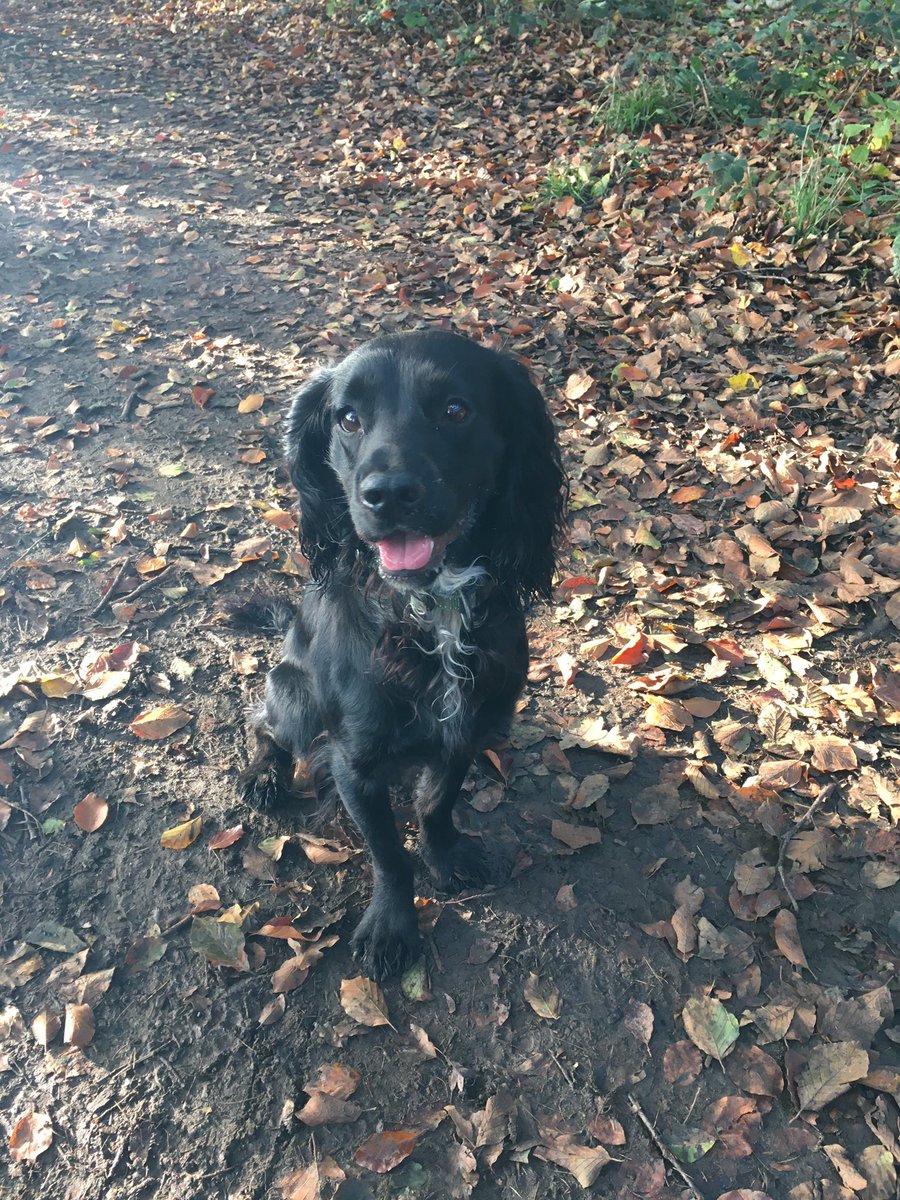 nicki_couzens's tweet photo. Not up to running this week but my 4 legged friend ensuring I get my daily #OctoberBuddyBoost minutes in #halfway @mayathonbuddy https://t.co/QfKgnZcvJg