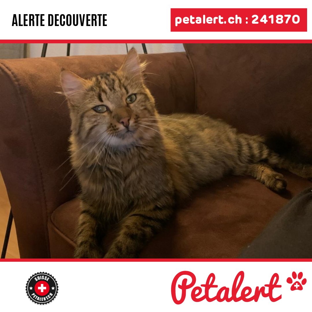petalert_suisse's tweet image. Trouvé #Chat #Neuchatel #Boudry #Petalert  #PetAlertNE / p3t.co/JXGEJ