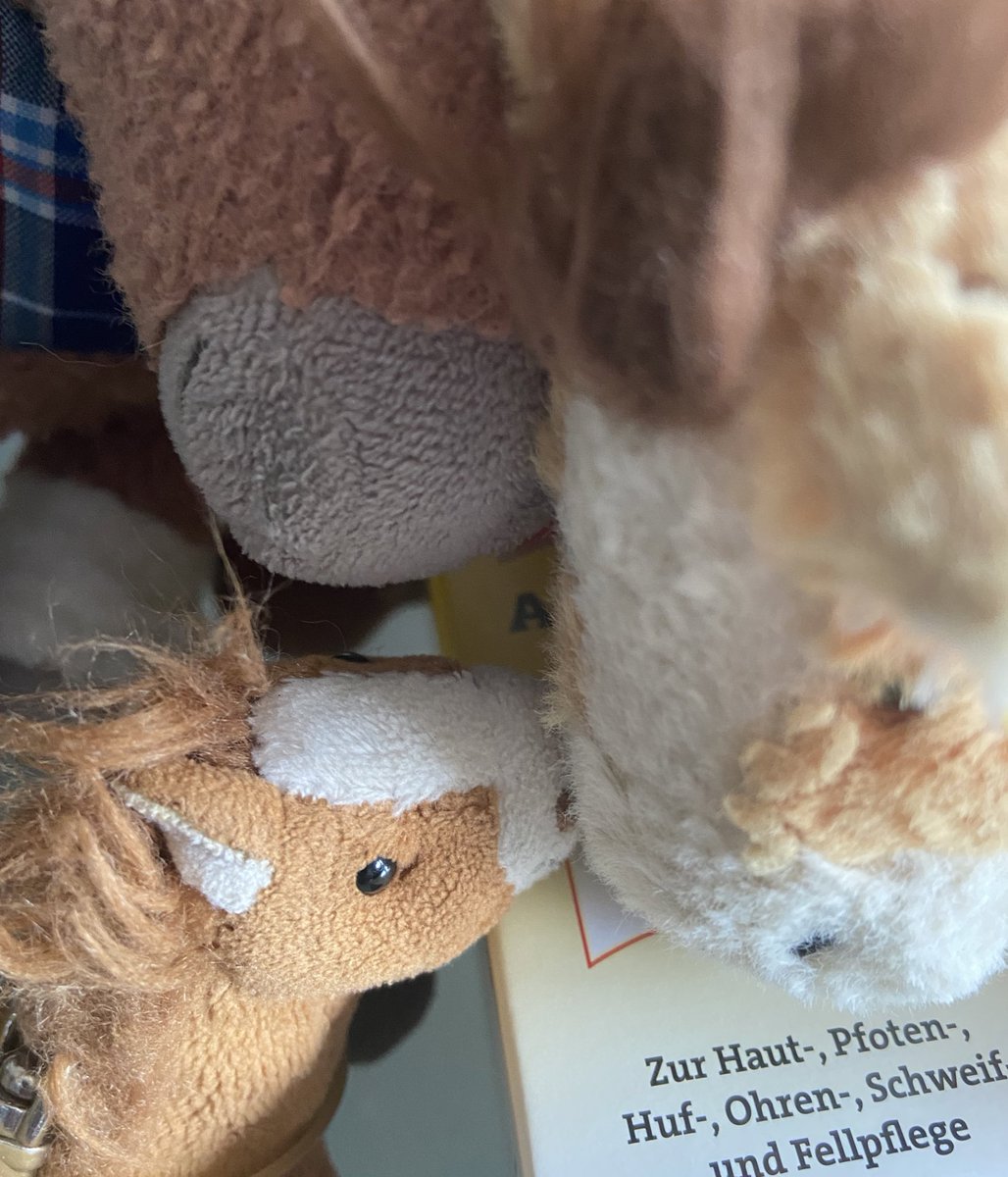 kanzleipony's tweet photo. Ach. Ach. Äh Haul-Fail-Foto. Influenzer-Herde. *Schnaub #werbung #ehernicht https://t.co/R51lgu29DJ