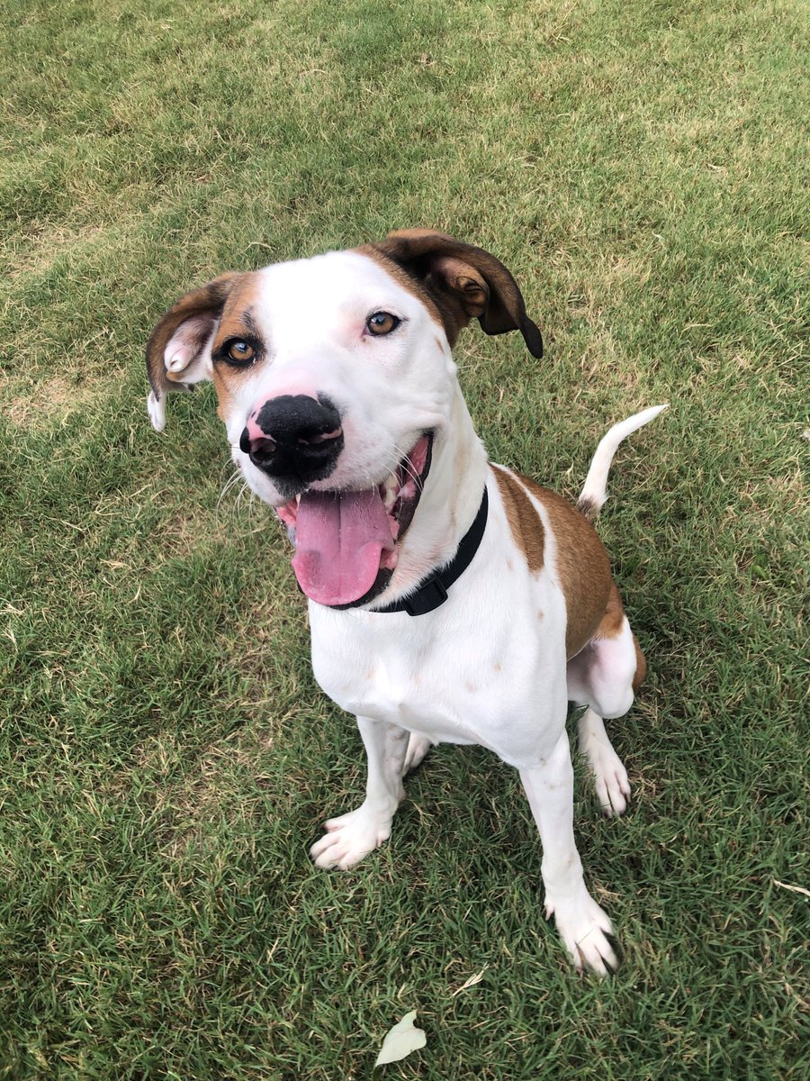 kshumanesociety's tweet photo. They're so sad no one wants them 😭😭 
These pups have watched so many other dogs gets adopted, but no one comes to visit them or take them home. Most have been waiting to go home for OVER A MONTH. To help them find their forever homes, we've reduced their adoption fees and ... https://t.co/dkp84yrPq5