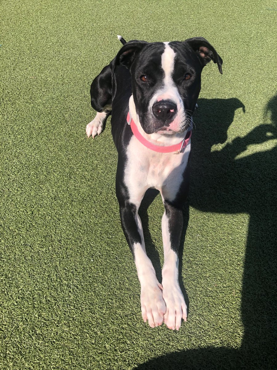 kshumanesociety's tweet photo. They're so sad no one wants them 😭😭 
These pups have watched so many other dogs gets adopted, but no one comes to visit them or take them home. Most have been waiting to go home for OVER A MONTH. To help them find their forever homes, we've reduced their adoption fees and ... https://t.co/dkp84yrPq5