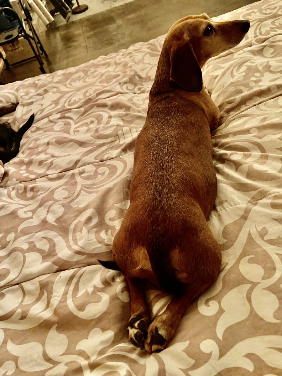 KaylaRice's tweet photo. That little butt though 😍😍 https://t.co/HiO6kgjm8l