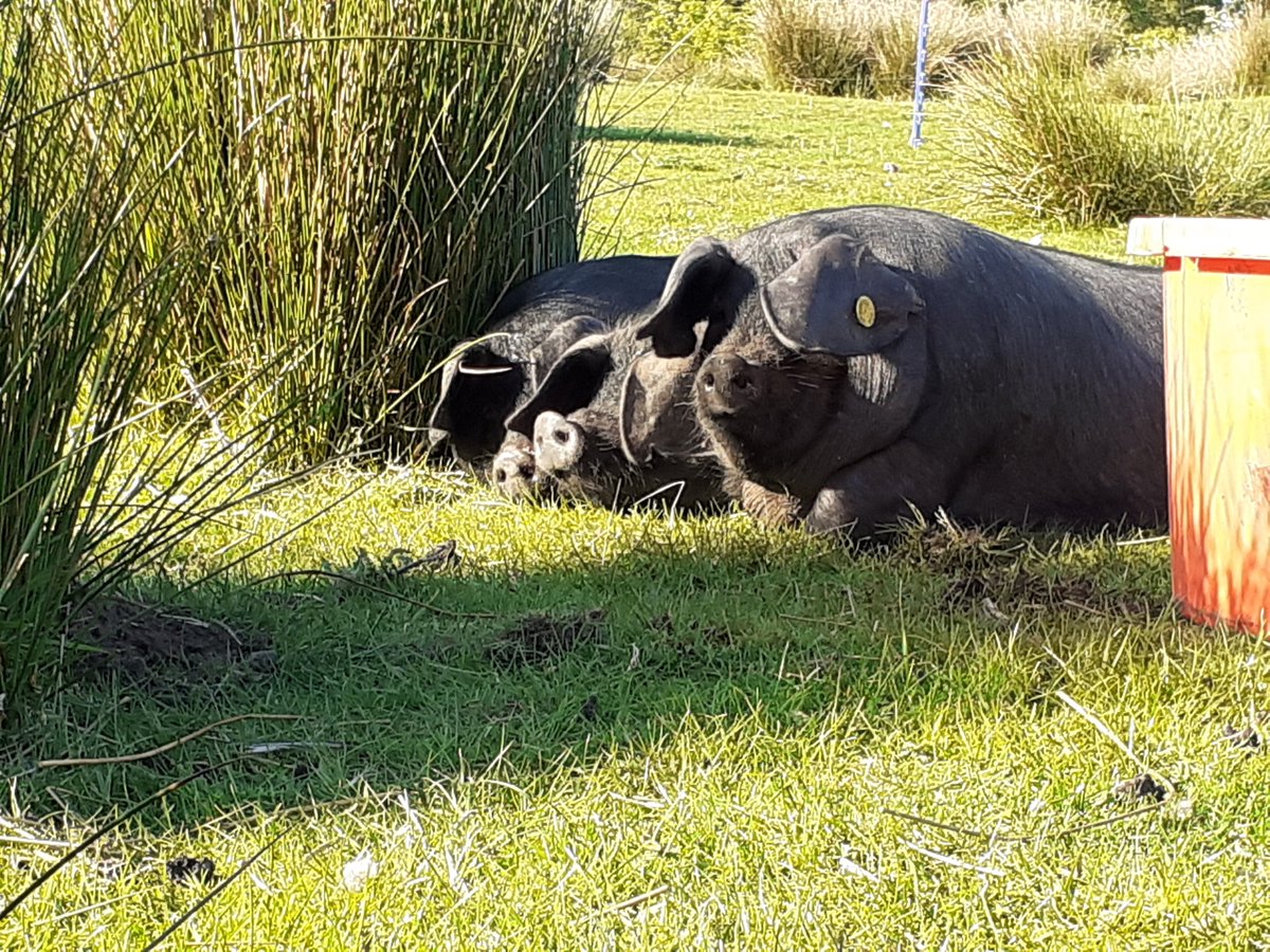 The girls at Nag's Head Farm agree Christopher