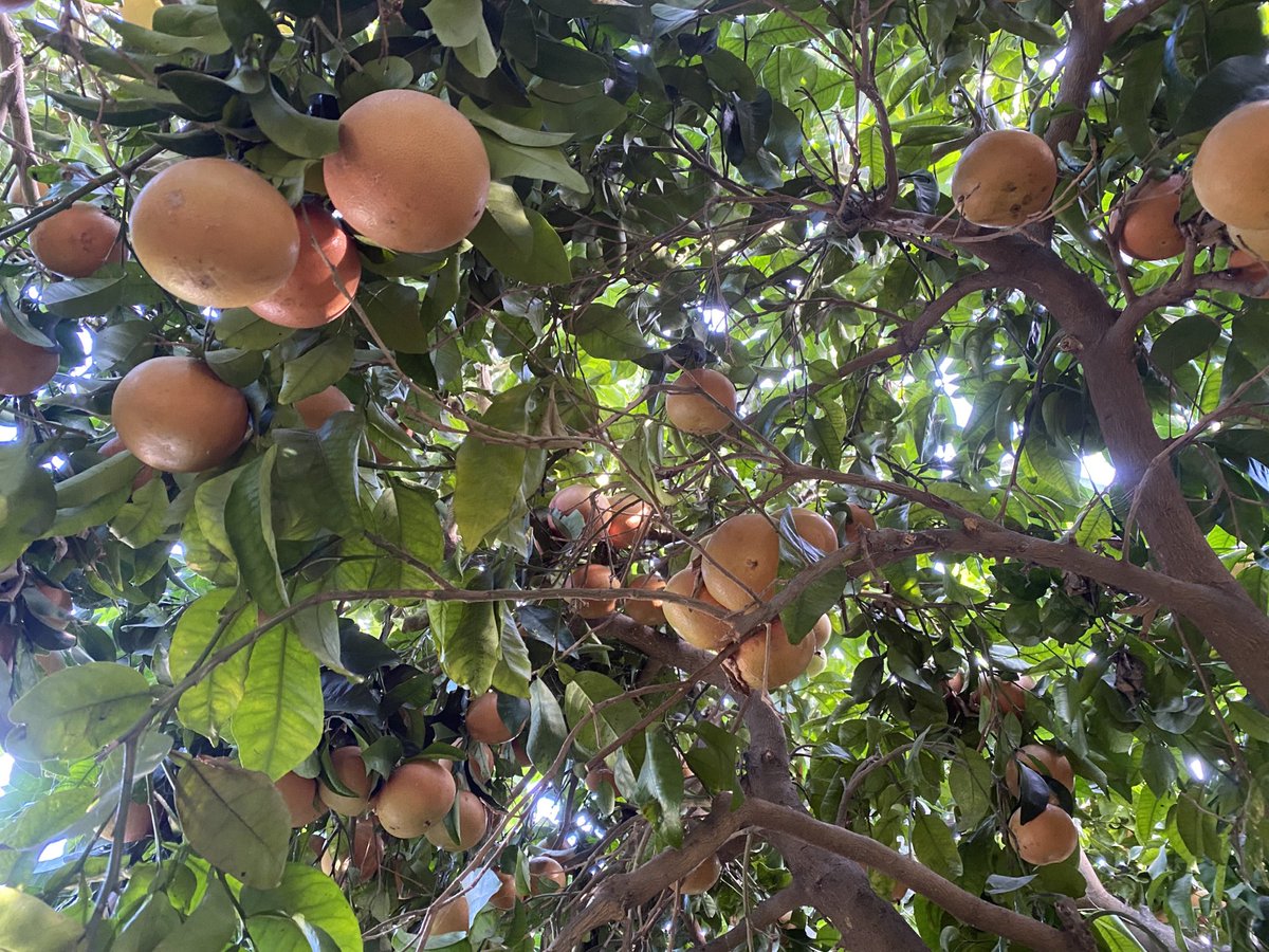 FitopalmaSL's tweet photo. Comprobamos cómo Limocide puede controlar piojo rojo  y cotonet en pomelos cultivados como Residuo Cero. https://t.co/skNkG8xdRj