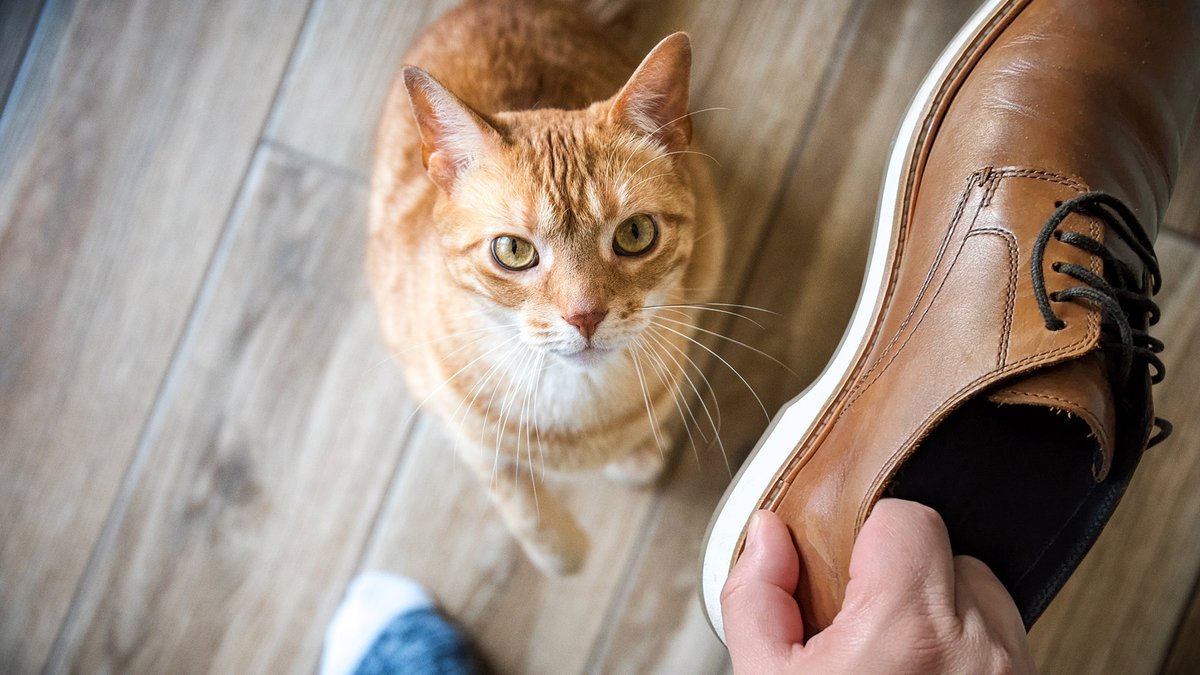 ‘Well, They’re Harmless And They Help With Pests,’ Says Man Deciding Against Squashing Cat bit.ly/33Sk1AS