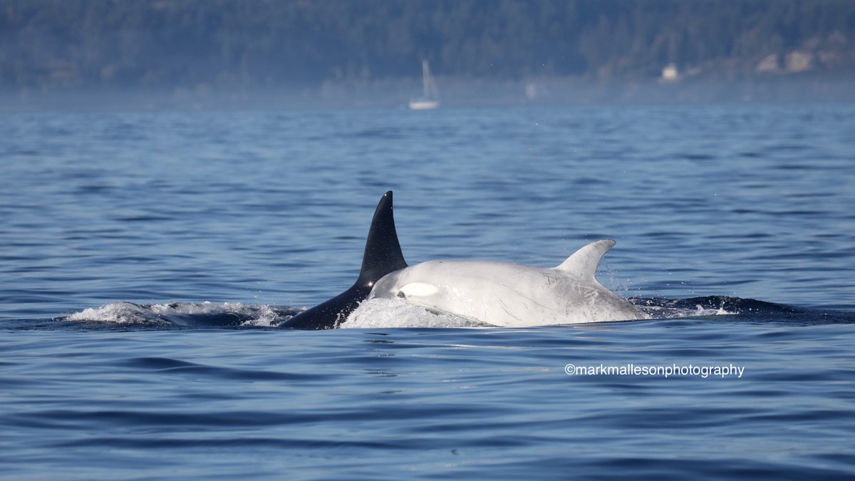 Tl'uk (T046B1B) swims next to mom (T046B) on October 7th near Sooke 🌟

 Credit: @markmallesonphotography
.
.
#princeofwhales #salishsea #exploreBC #bcwildlife #whalewatching #BCtourismmatters #wearetourism #salishseaorcas