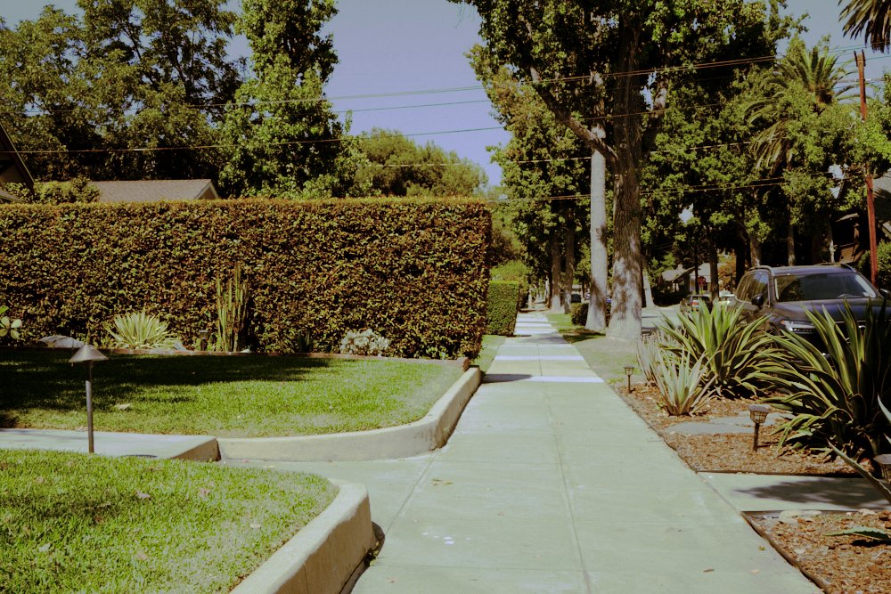 In one of the most memorable  #Halloween moments, teenage babysitters Laurie, Annie, and Lynda walk home from school and spot Michael Myers lurking ominously behind a hedge. That memorable shrub stands to this day and can be found in South Pasadena  https://bit.ly/3nLHnQl 