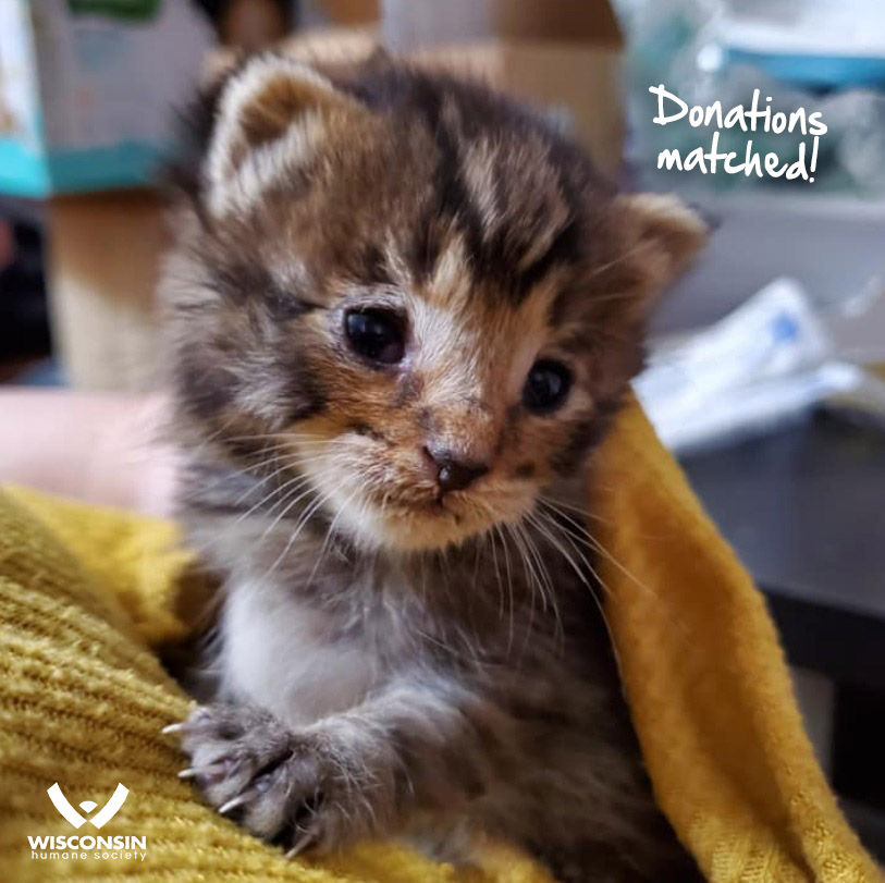 Wisconsin Humane Society Wischumane Twitter