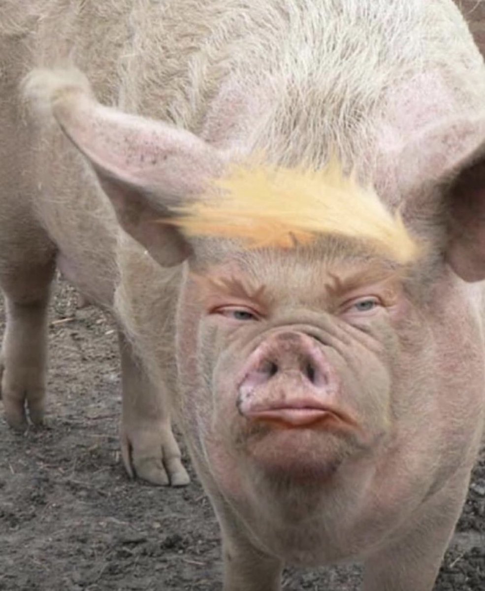 UncutmexTweets's tweet photo. This is trump to me #trumppig #Trumpisanazi #Trumpiscorrupt https://t.co/PM5g8RTv3l