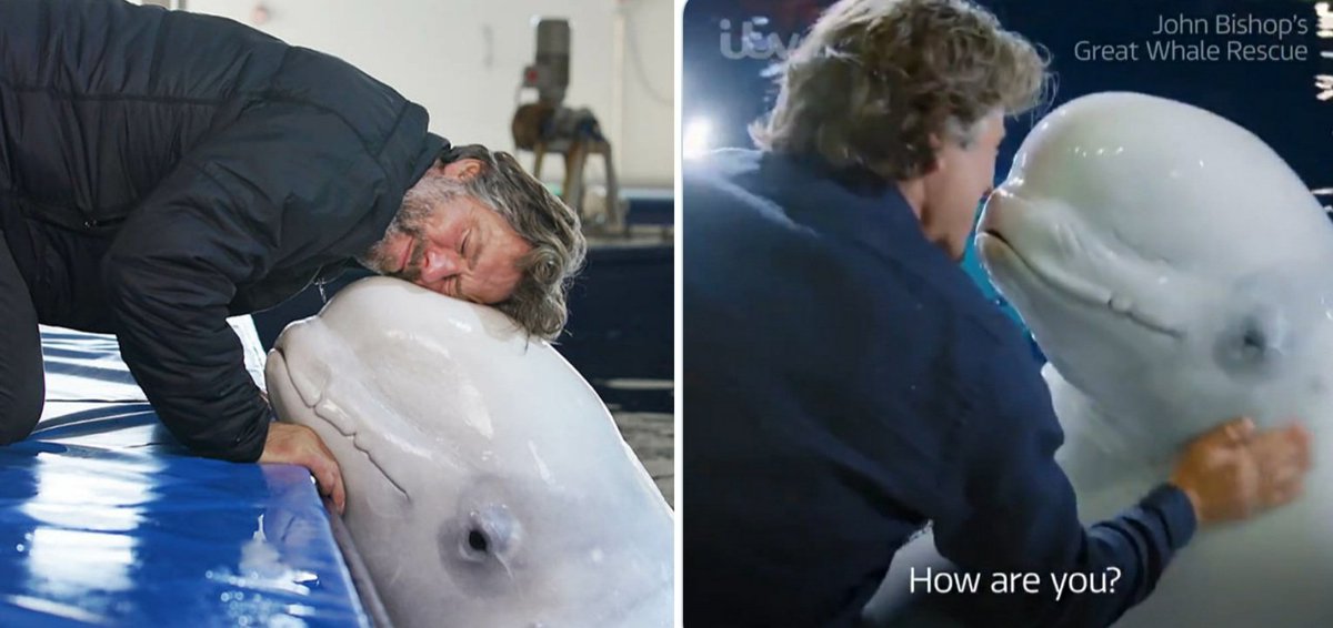 stevemac531's tweet photo. Grown man crying alert. What an awesome piece of tv, what awesome human beings. God bless you @JohnBishop100 @BelugaSanctuary @SeaLifeTrust &amp; all involved. #littlegrey #littlewhite #EmptyTheTanks https://t.co/aXRPojWQPg
