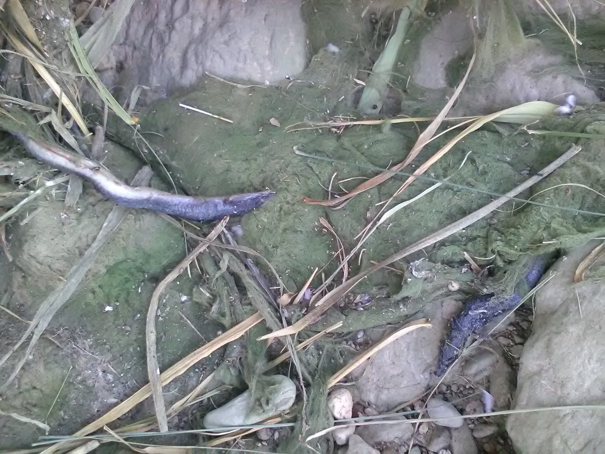 JoanRamonTwitt's tweet photo. Avui dues anguiles més, de bona mida, víctimes de la màfia de l'aigua del #Francolí. Una mica abans del pont de Ramon y Cajal, i uns quants centenars de joells a afegir al recompte de baixes. La #minva d'Octubre ja arriba a Torres Roma. TARDORATGE mediterrani , @aigua_cat , 😠 https://t.co/UIZM5UXJKU