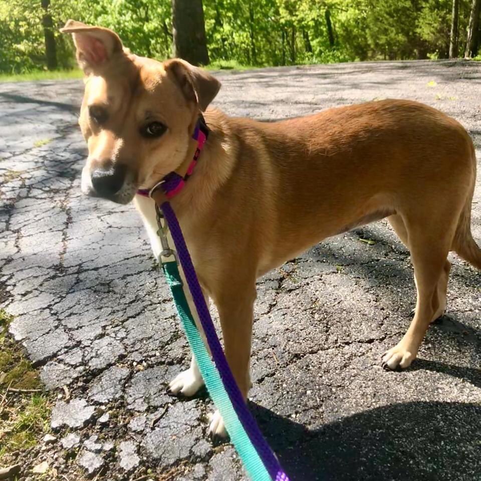 FeralCompanion's tweet photo. Thank you @MaxandNeo for the donation! Martingales and slip leads are so critical for our feral dogs advancement. We really appreciate the donation! 💕🐶 https://t.co/mcjTaaKmZm