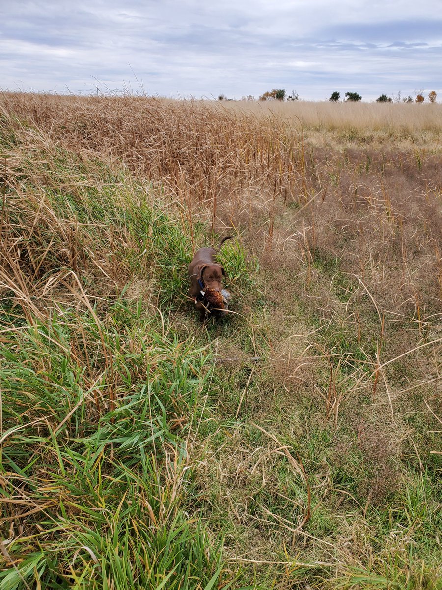 PFWildBio's tweet photo. Yesterday marked the start of the PF 2020 Rooster Roadtrip.  Follow along as the gang travels across Minnesota, and enjoy the start of a beautiful Fall season https://t.co/R4hi06dp0j 
Me and Juno started our fall yesterday evening!
 @pheasants4ever #roosterroadtrip https://t.co/OeAHsQjD1n