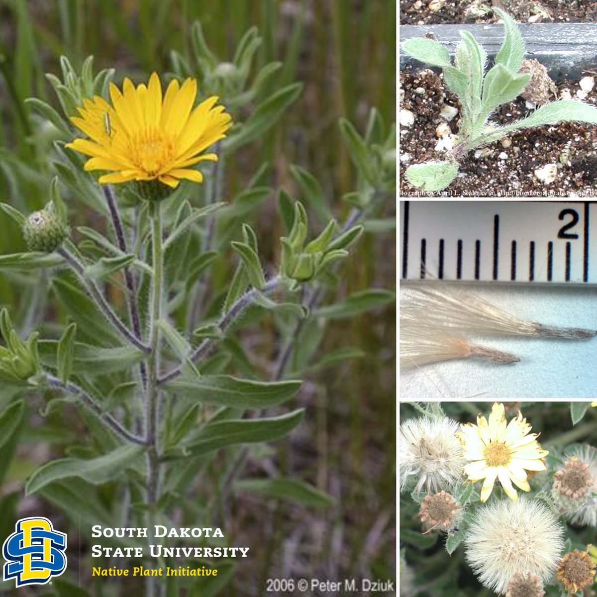 SDStateNPI tweet media