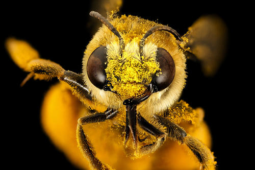 [FAQ] Do bees feed on both nectar and pollen? 
ow.ly/A1gX50BRuqt