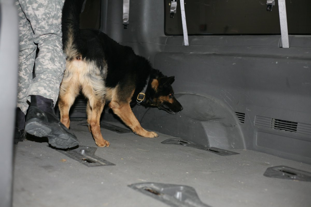MCTCtraining's tweet photo. Plenty of open spots in our K-9 Drug Detection Enhancement Course for K-9 Handlers coming up on the 26th through the 29th of October! Right here on Camp Dodge, IA with free lodging available. 

Register on our website: https://t.co/33IgIbmmjh https://t.co/mgHmcSAm9y