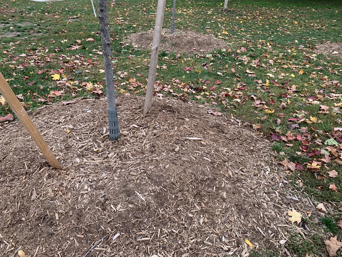 Hey <a href="/Friends_Monarch/">Friends of Monarch Park</a> . Who is volcano mulching your trees? Volcano mulching kills trees and is a bad example for the neighbourhood . You might be stuck with the planting you get but mulching can be remedied. <a href="/PaulaFletcherTO/">Paula Fletcher</a> <a href="/TorontoPFR/">City of Toronto PFR</a> <a href="/UrbForestCrimes/">Urban Forest Crimes</a> <a href="/OUFC_Canada/">Ontario Urban Forest Council</a> <a href="/Park_People/">Park People / Ami·es des parcs</a>