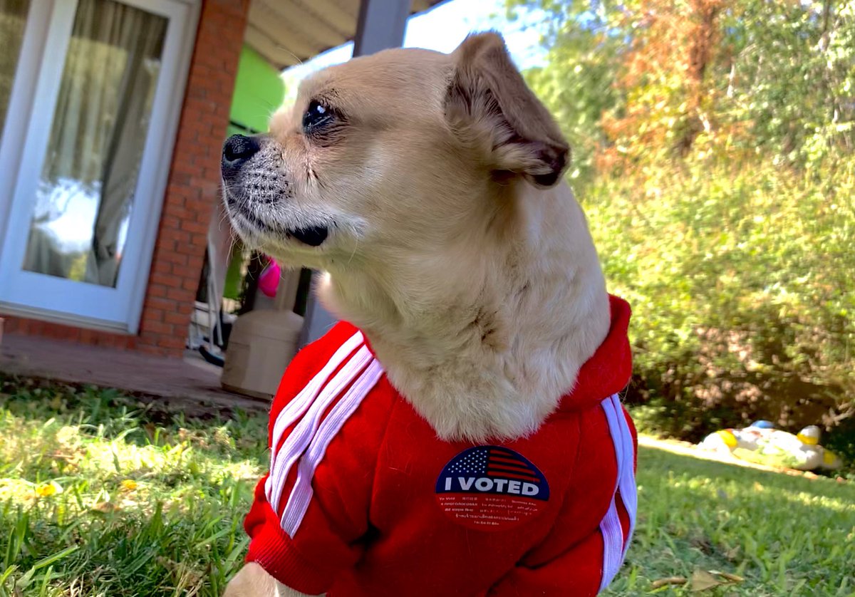 Vote!😁 #vote #EarlyVote #Election2020  #pug #pug4president