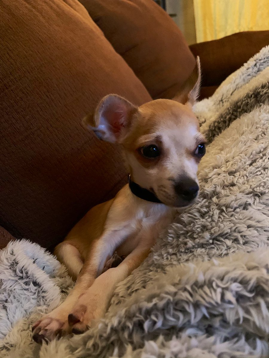 bean_enby's tweet photo. He is perfect 🤩😍 #koda #littlebear #chihuahua #jackrussell #mix #puppy https://t.co/PkKQEjMA6w