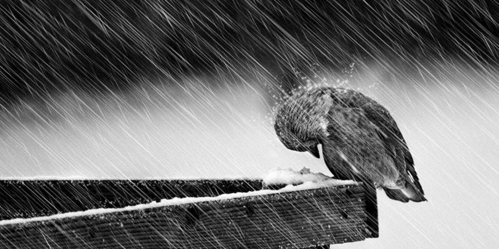zooconomy's tweet image. No matter what it is, no matter how bad the situation is, be strong, and keep fighting.
#zooconomy #amazon #rain #sad #strong #bestrong #fight #fighting #fighter
#bestbirdsplanet #planet #naturephotography #birds #wildlifephotography #kings_birds #wings #birdphotography #wildlife