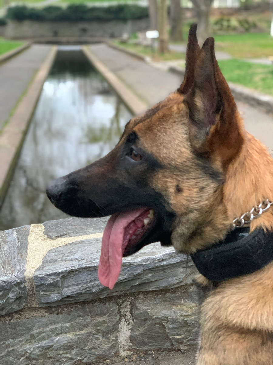 LititzPolice's tweet photo. K9 Nicha is inviting everyone to show off their best #toungeouttuesday 
#LititzPolice #LBPDK9 #K9Nicha https://t.co/OunlmE2syg