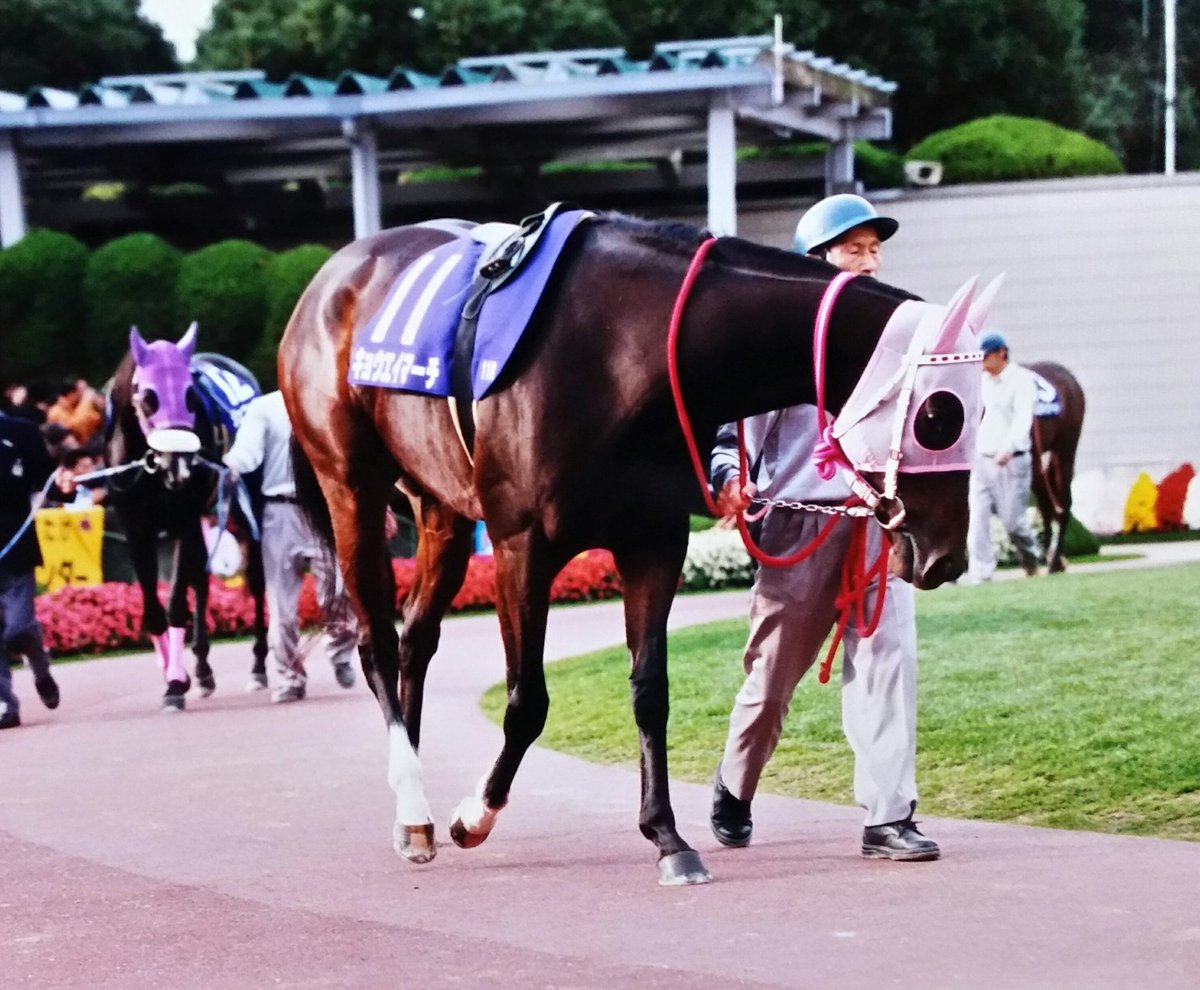 bubblegumrobroy's tweet photo. 97年の牝馬クラシックで凌ぎを削ったライバル２頭
キョウエイマーチ
メジロドーベル
秋華賞の後は引退まで同じレースに出走しませんでしたが各々引退まで一生懸命走りました。
ドーベルちゃんマーチの分まで長生きしてね(´ω｀)
＃秋華賞
＃京都競馬場
＃メジロドーベル
＃キョウエイマーチ https://t.co/YXEbBdaHfS