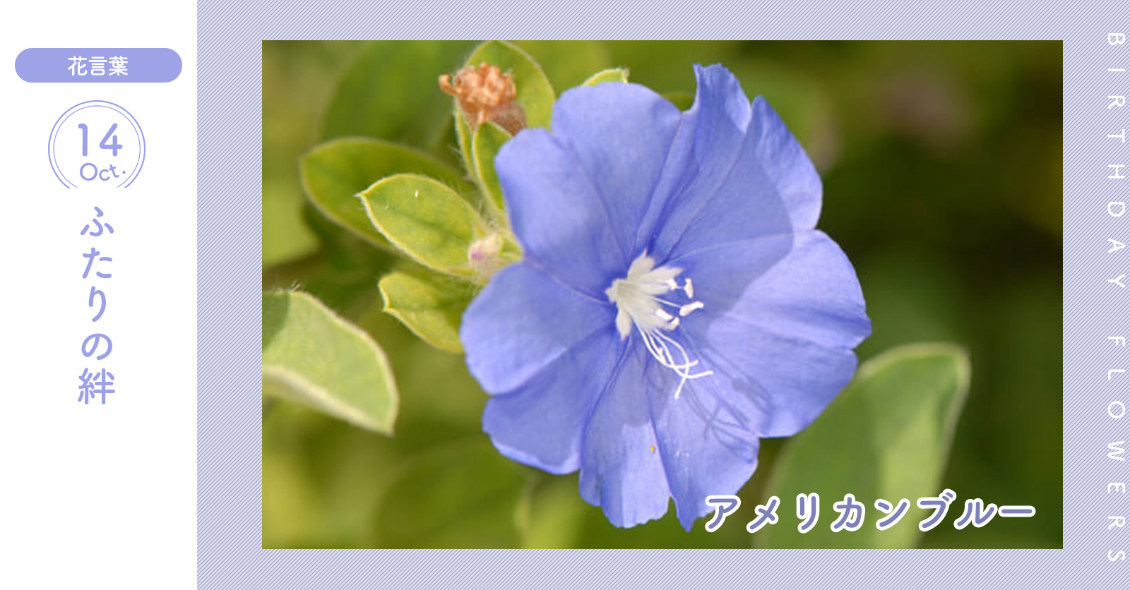 تويتر 花キューピット I879 Com 公式 على تويتر 10月14日の誕生花 アメリカンブルー お誕生日おめでとう 花言葉 は ふたりの絆 晩秋につる状に伸びた茎の先に 青い小さな花を咲かせます あなたはこんな人 物知りで話題豊富 同じ誕生日の有名人