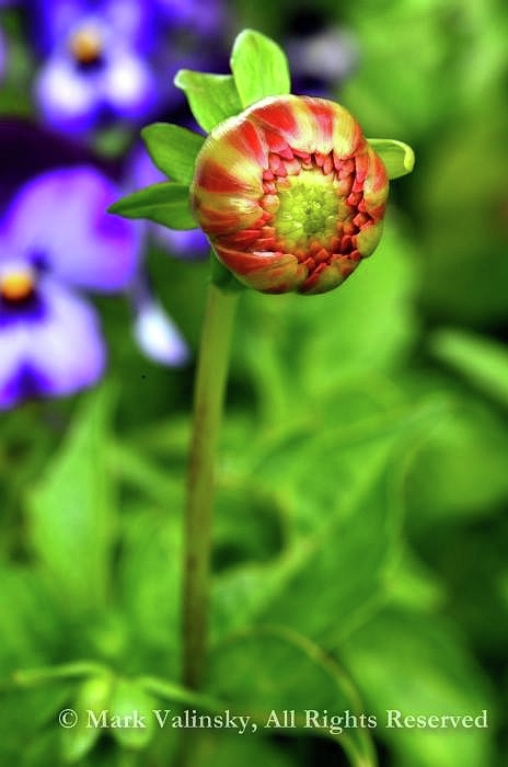 MarkValinsky's tweet image. New artwork for sale! - "FLORAL 4 - Spring Bud" - fineartamerica.com/featured/flora… @fineartamerica