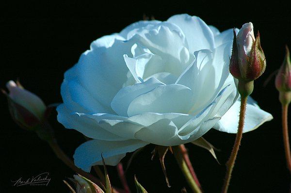 MarkValinsky's tweet image. New artwork for sale! - "FLORAL 2 White Rose and Bud" - fineartamerica.com/featured/flora… @fineartamerica