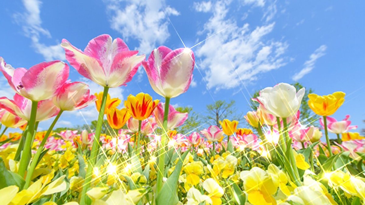 Manami24927840's tweet image. 四緑：寅
10/14九星運勢🌹 
一白：実るほど頭を垂れる稲穂かな
二黒：優先順位大切に
三碧：呼吸が浅そう深呼吸ね
四緑：家族に目を向けてね
五黄：誠実な心が社会性up
六白：好き人に連絡ね♡
七赤：慌てない良く確認ね
八白：達観と平常心
九紫：プライベート重視で
 #運勢 #九星気学 #占い