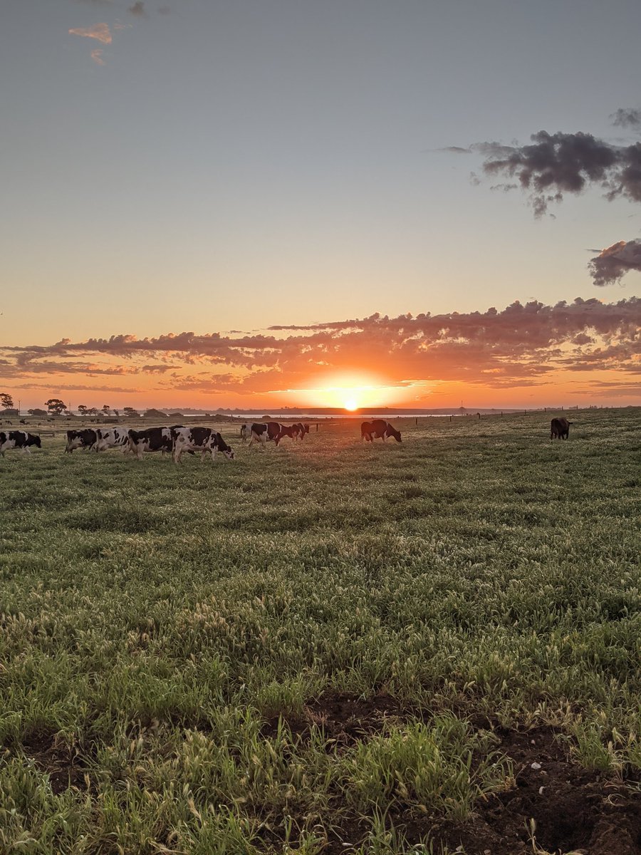 ChristopherRB19's tweet photo. A glorious sunrise over the Murray River greets these biodynamic organic dairy cows.
#SouthAustralia
#MurrayRiver
#Lowerlakes https://t.co/4uzXOtfSjk