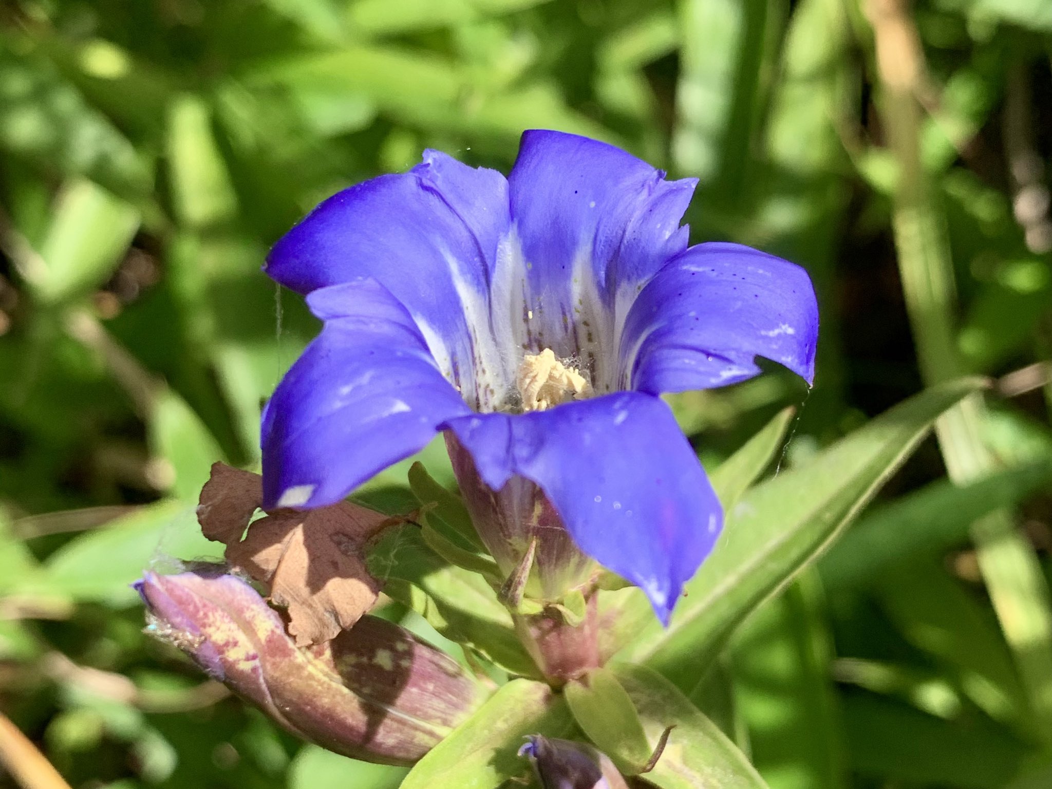 Cloudsailor 星羅の一日一花 リンドウ 竜胆 別名イヤミグサ 胃病み草 古くはエヤミグサ 疫病草 瘧草 鐘形のきれいな青紫色 晴天の日は花盛り リンドウ の全草は苦く 特に根は大変苦くて薬用になる リンドウ科リンドウ属 Japanese Gentian