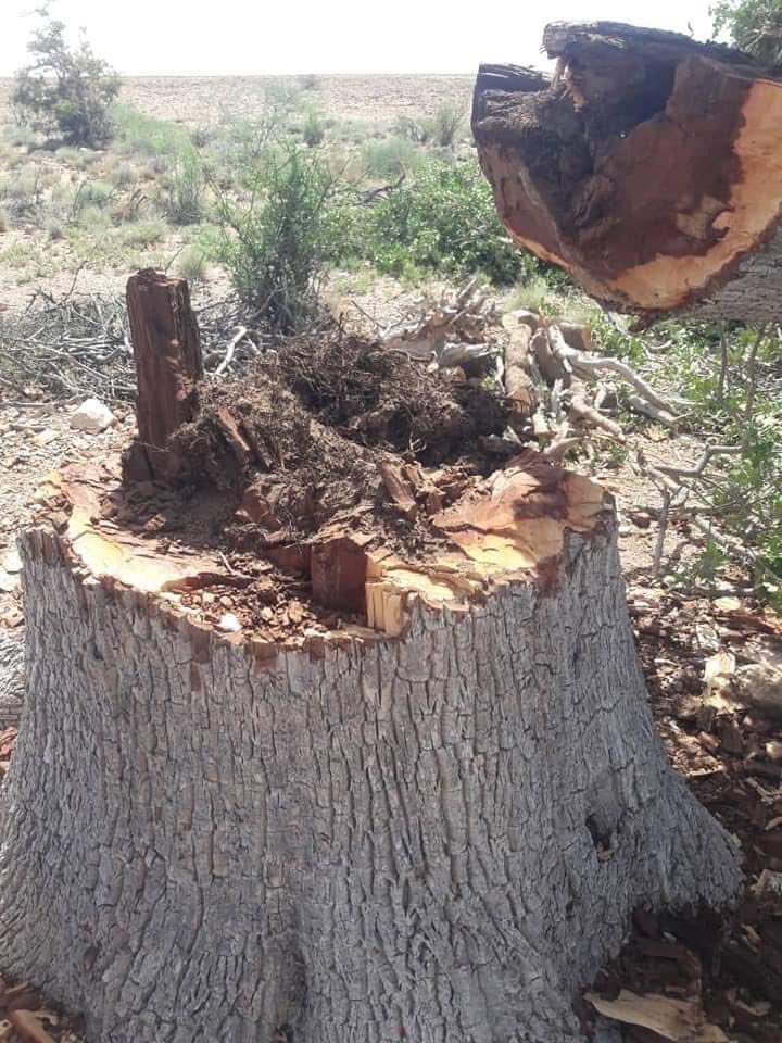 FarahAqli's tweet photo. Let's protect our home motherland against Deforestation. 
We need a cleaner, greener place  and environmental Sustainability 🌴🌲🌳🌱🌿☘🍀🌹🌷🌼🌸☀💚
#NoTreeNoRain 
#stopdeforestation https://t.co/krFJhGeUqk