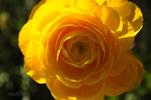 MarkValinsky's tweet image. New artwork for sale! - "FLORAL 5 - Yellow Rose" - fineartamerica.com/featured/flora… @fineartamerica