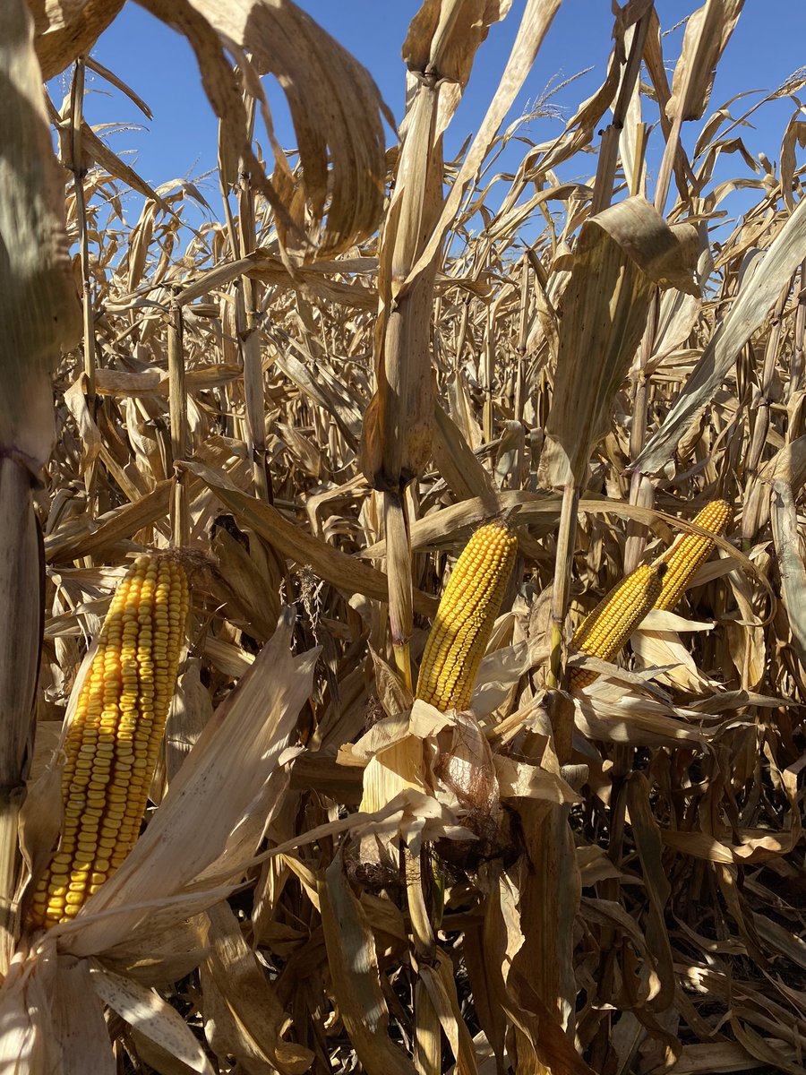 MeekerRobby's tweet photo. Just finished taking final notes on Wade Farms 15” vs 30” plot. Can’t wait to see how hybrids preform tomorrow. 62C35 looks to be very well suited for combine to roll through! #mixmaker #mixmatters @AgVantageseeds @LGSeeds @cornguy63 @LGSeedsCIL @mark_gironeLG https://t.co/YFPXnWH8gV