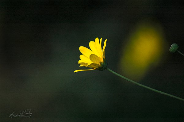 MarkValinsky's tweet image. New artwork for sale! - "FLORAL 3 - Yellow Beauty" - fineartamerica.com/featured/flora… @fineartamerica