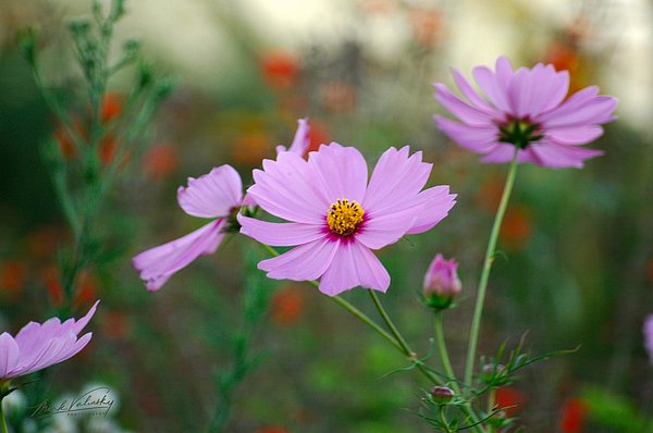 MarkValinsky's tweet image. New artwork for sale! - "FLORAL 1" - fineartamerica.com/featured/flora… @fineartamerica