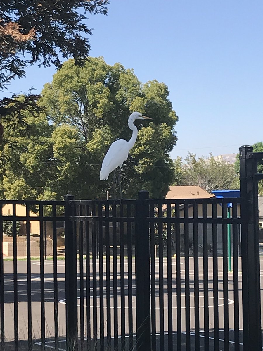 KatherineCrocs's tweet photo. We had an unexpected visitor today? Do you think he wants to become a Croc?
This beautiful bird is an egret. He is probably on his migratory path. Egrets fly slowly but powerfully. They have two wingbeats per second and the cruising speed is around 25 miles an hour. #crocsrock https://t.co/t5Lga9QZqW