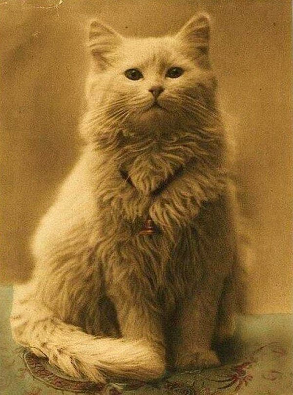 Primera fotografía de la historia tomada a un gato, cerca del año 1880.
