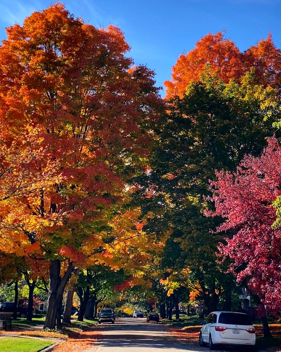 risapr1's tweet image. #FallDrive down a random neighborhood street in SE Michigan. ❤️🍁🍂🍃🌳🍂🍁

#woosah #puremichigan #fallcolors #fall #michigan #autumn #nature #autumncolors #autumnvibes #autumnleaves #fallvibes #fallphotography #fallleaves #leaves #october #octobercolors #fallfoliage #ilovefall