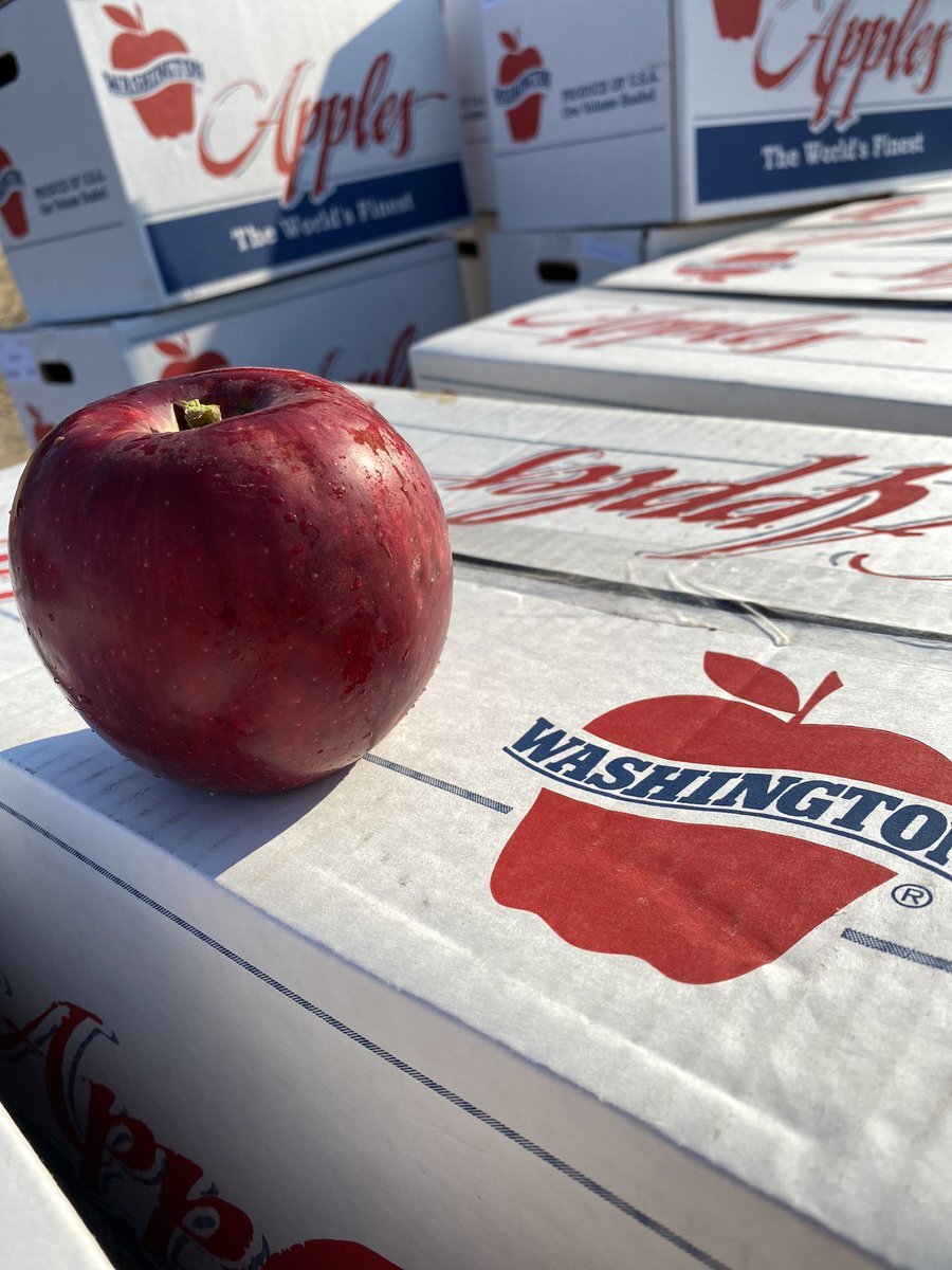 thecosmiccrisp's tweet photo. Harvest is underway! And #CosmicCrisp will start shipping late next month to stores around the country. 

Have you marked your calendars? 

(PC: TW user myshell_92) https://t.co/52xRQhKthU