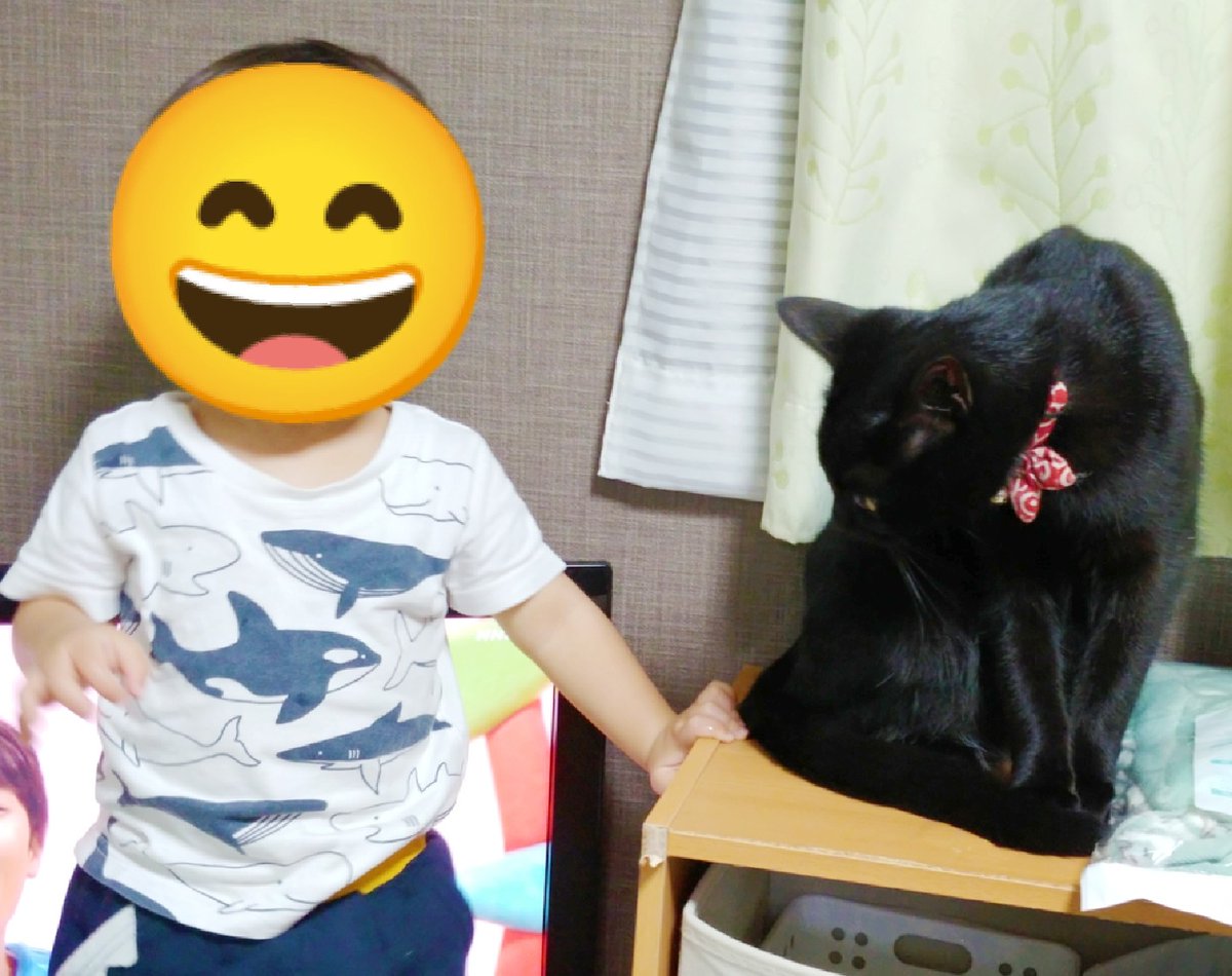 ついふぁん 仔猫を拾ったのでさんの人気ツイート ついふぁん 仔猫を拾ったのでさんの人気ツイート