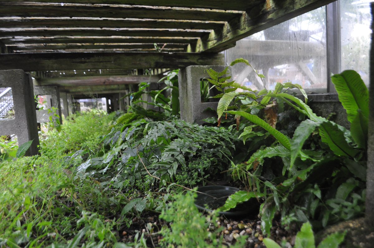 Brian Laney (@brianlaney2) on Twitter photo <a href="/FernBPS/">British Pteridological Society</a> <a href="/BSBIbotany/">BSBI: Botanical Society of Britain & Ireland</a> Recording plants in grounds of a garden centre here in Northants in the rain i crawled under a load of benches to find an alien fern species naturalised amongst lots of Harts tongue at base of outside of greenhouse wall. Im not sure of the species. <a href="/FernBPS/">British Pteridological Society</a> <a href="/BSBIbotany/">BSBI: Botanical Society of Britain & Ireland</a> Recording plants in grounds of a garden centre here in Northants in the rain i crawled under a load of benches to find an alien fern species naturalised amongst lots of Harts tongue at base of outside of greenhouse wall. Im not sure of the species.