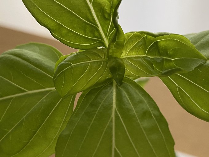 バジルのtwitterイラスト検索結果 古い順