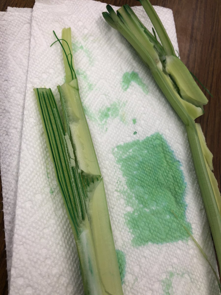 BethSpradley's tweet photo. Observing transpiration through the xylem of the celery in the back of my fridge #fridgescience @demsbulldogs https://t.co/67POznBdQ2