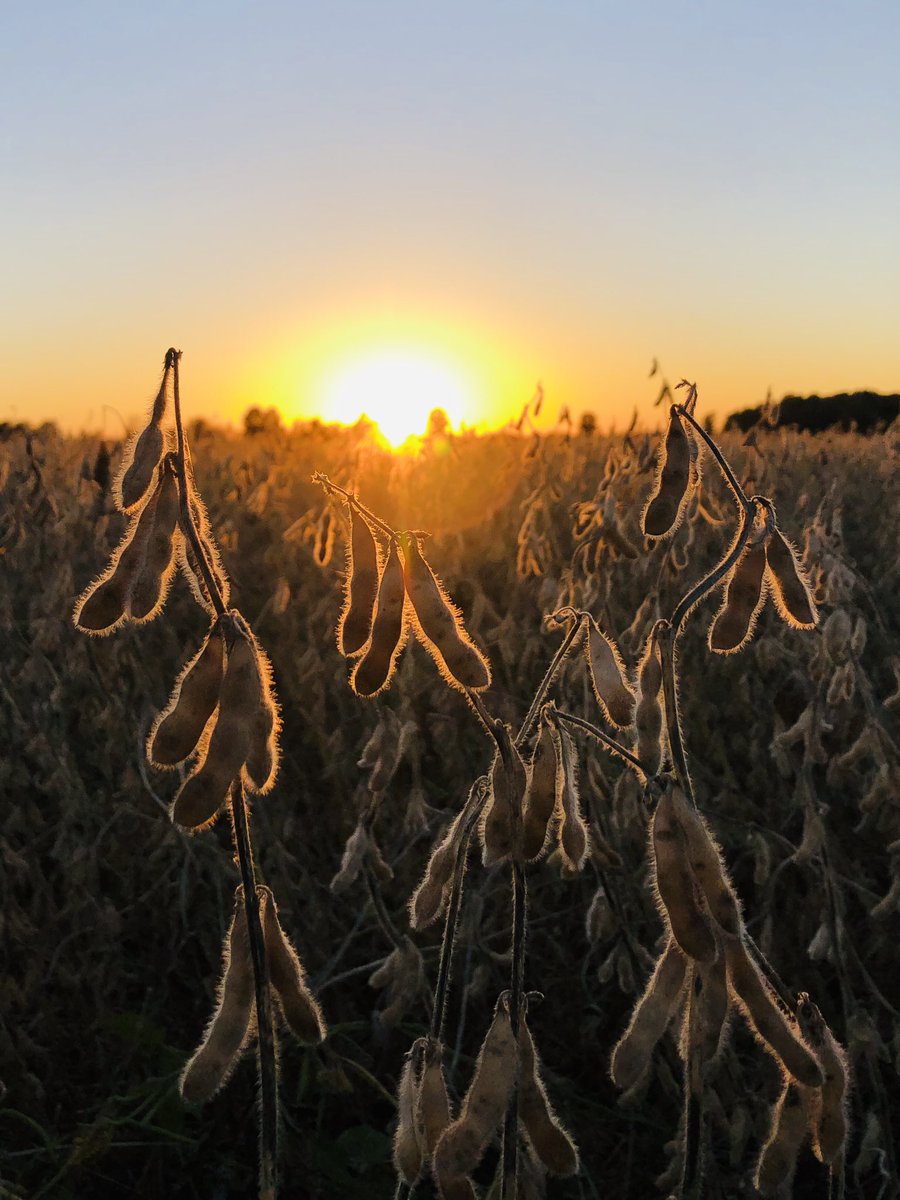 The Dyna-Gro seed lineup is as phenomenal as the sunset, get ahold of me for all your trait platform needs !!!!! @DynaGroSeed @GretaGrayHacker @rileylaber #photothefield @NutrienAgRetail @NutrienEast